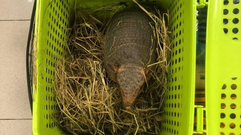 An armadillo was dehydrated but alive after being rescued from one of the suitcases
THAILAND&#39;S DEPARTMENT OF NATIONAL PARKS, WILDLIFE AND PLANT CONSERVATION