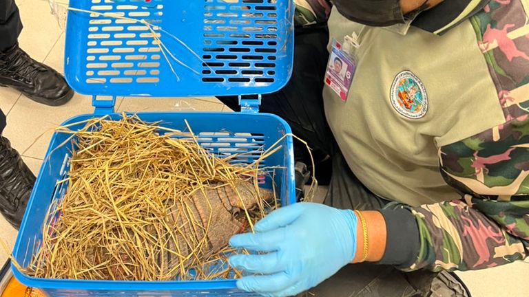 An armadillo  after being rescued from one of the suitcases
Credit: THAILAND&#39;S DEPARTMENT OF NATIONAL PARKS, WILDLIFE AND PLANT CONSERVATION