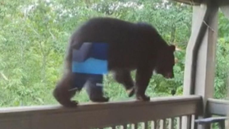 Woman discovers a bear on her balcony 