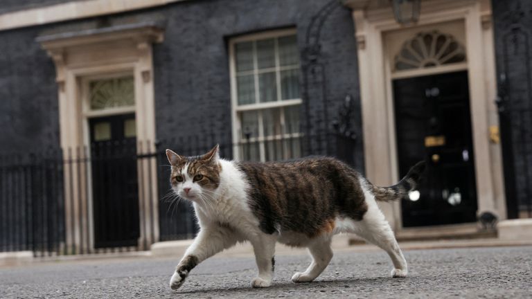 Larry the cat walks outside of 10 Downing Street in London, Britain July 7, 2022. REUTERS/Phil Noble
