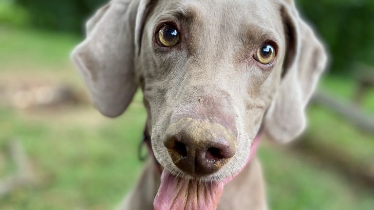 Dogs might be using their highly-sensitive noses to &#39;see&#39; as well as to smell, a new study published by the Journal of Neuroscience suggests. Pic: Claire Bates