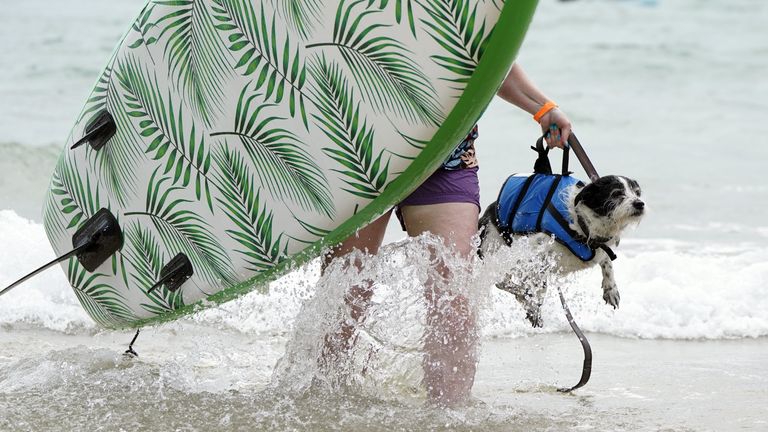 Competitors don fancy dress for UK dog surfing championships, Surfing