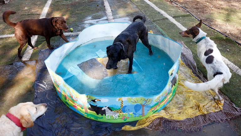 How to protect your dog from deadly UK heatwave as weather gets hotter