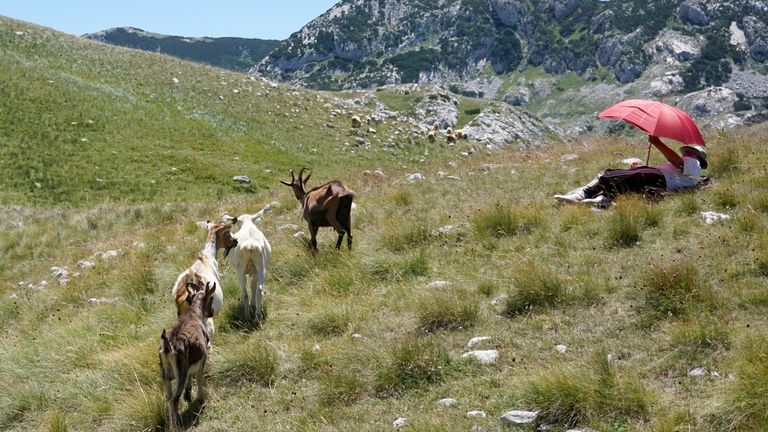 Karadağ'daki Durmitor Dağı'nda bir çoban bir şemsiyenin altında dinleniyor, 15 Temmuz 2022 Cuma. Yetkililer Karadağ ve Balkanların geri kalanında aşırı yüksek sıcaklıklar konusunda uyardılar.  (AP Fotoğrafı/Darko Vojinovic)