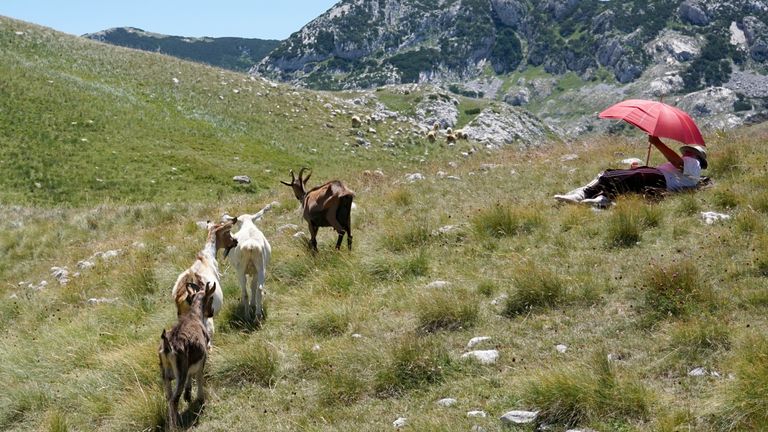 Um pastor descansa sob um guarda-chuva no Monte Durmitor, Montenegro, sexta-feira, 15 de julho de 2022. As autoridades alertaram para temperaturas extremamente quentes em Montenegro e no resto dos Balcãs.  (Foto AP / Darko Vojinovic)