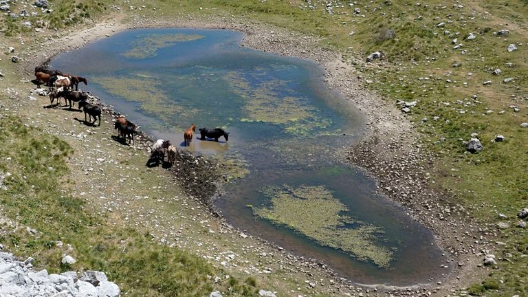 Cavalos se refrescam em poças na montanha Durmitor, Montenegro, sexta-feira, 15 de julho de 2022.  As autoridades alertaram para temperaturas extremamente altas em Montenegro e no resto dos Balcãs.  (Foto AP / Darko Vojinovic)