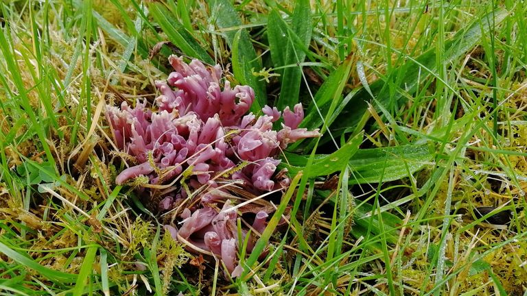 Fungus which has been found in grasslands on two Munros