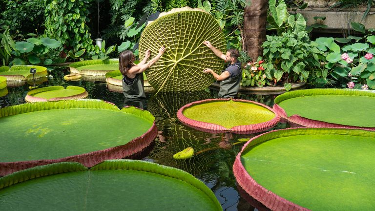Horticulturists remove a pad from a Victoria cruziana waterlily, to create room to grow for a new species of giant waterlily, Victoria boliviana, (seen foreground) at Royal Botanic Gardens, in Kew, Richmond, Surrey. The plant which has been sitting in Kew&#39;s Herbarium for 177 years but a team of Kew experts spearheaded by have now revealed it to be new to science - the first giant waterlily discovery in more than a century. Picture date: Friday July 1, 2022.