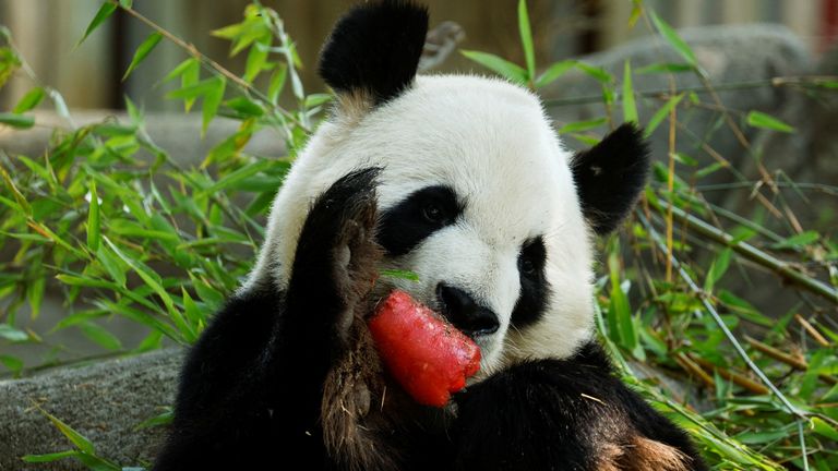 Onda de calor no zoológico de Madrid Um urso panda come um sorvete de melancia em uma vara de bambu durante a segunda onda de calor do ano no Zoo Aquarium em Madrid, Espanha, 13 de julho de 2022.  REUTERS/Susana Vera