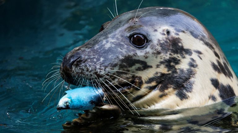 Uma foca cinzenta come peixe congelado, durante a segunda onda de calor do ano no Zoo Aquarium em Madrid, Espanha, 13 de julho de 2022. REUTERS/Susana Vera
