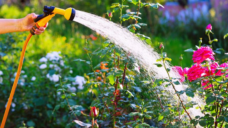 Watering rose flowerbed in garden