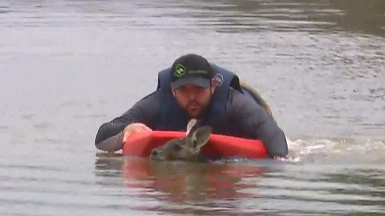 Kangaroo is rescued from flooding in New South Wales