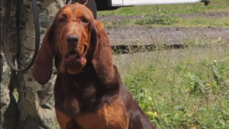 Caro Quintero a été arrêté après qu'un chien de recherche nommé Max l'ait trouvé caché dans un maquis.  Photo : AP