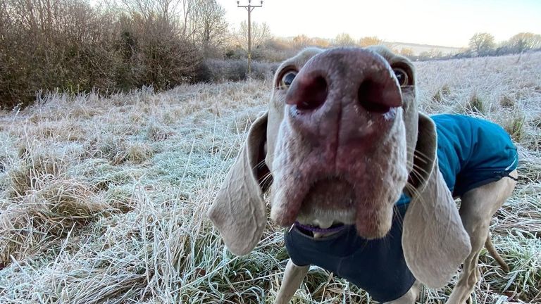 Dogs might be using their highly-sensitive noses to 'see' as well as to smell, a new study published by the Journal of Neuroscience suggests.  Pic: Claire Bates