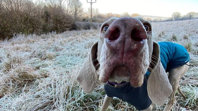 Dogs may be using their very sensitive noses to & # 39;  see & # 39;  as well as smell, a new study published by the Journal of Neuroscience suggests.  Photo: Claire Bates