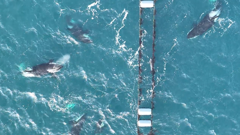 Dramatic drone footage reveals seal’s attempts to evade pod of hungry killer whales