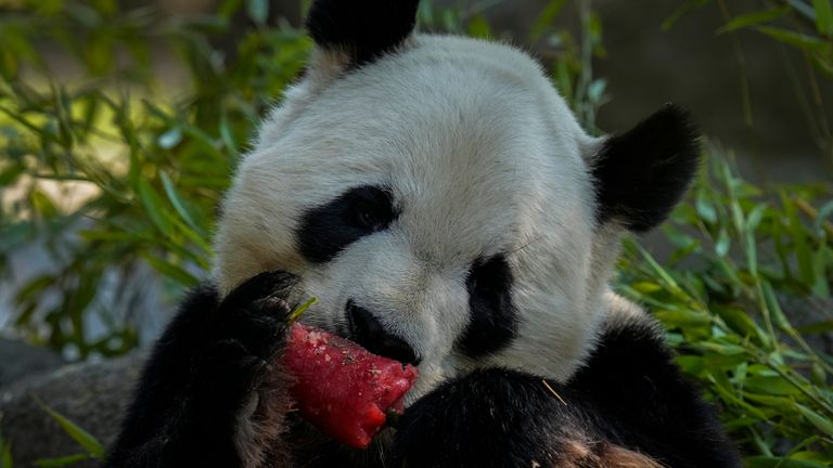 Um panda desfruta de um sorvete de melancia em um dia quente e ensolarado no Zoológico de Madri, Espanha, quarta-feira, 13 de julho de 2022. (Foto AP/Bernat Armangue)
