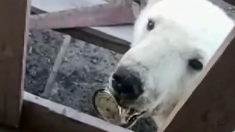 Polar bear rescued after getting condensed milk can stuck in mouth in Russia
