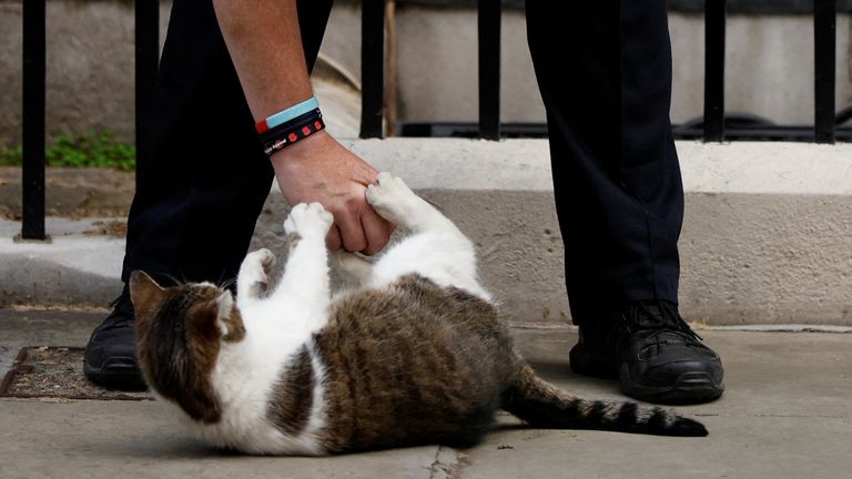 A police officer strokes Larry the cat outside 10 Downing Street, in London, Britain, July 6, 2022. REUTERS/John Sibley
