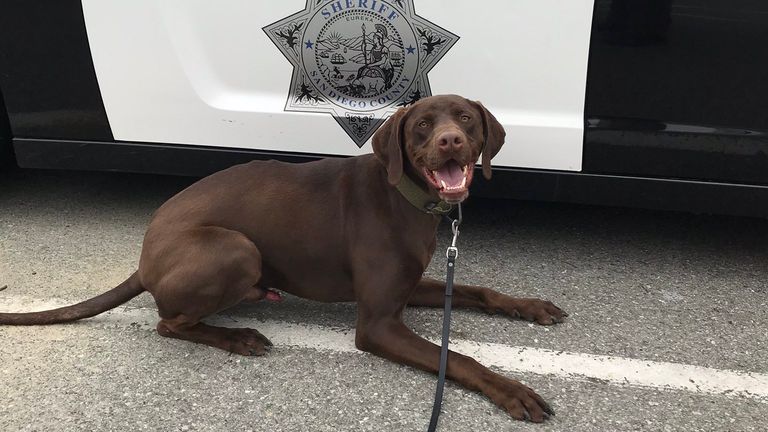 Milo the police dog.Pic: San Diego Sheriff