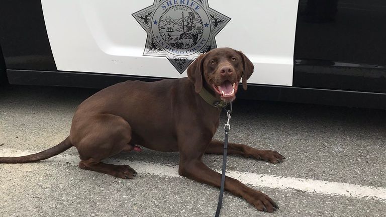 Milo the police dog. Pic: Sheriff of San Diego