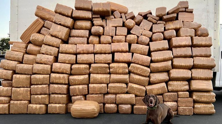 Police dog Milo sits with the stash of more than 5,000 pounds of Meth. Pic: San Diego Sherigg
