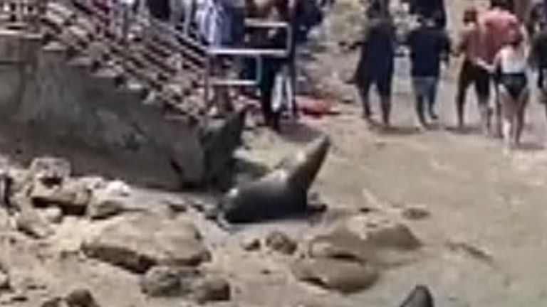Sea Lions appear to chase people along a San Diego beach