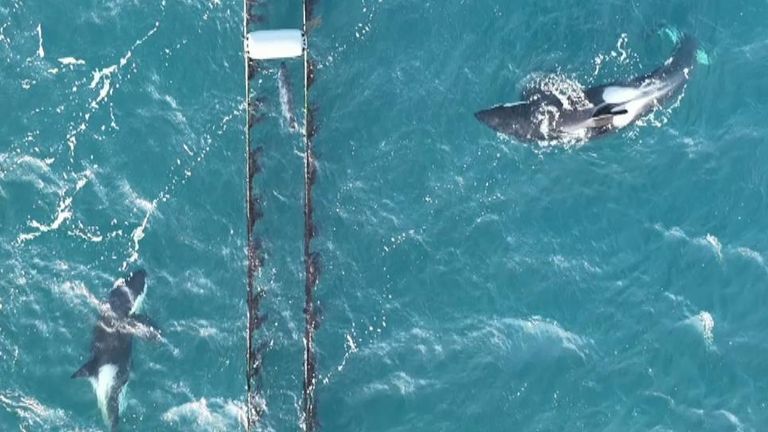 Seal escapes whales off Shetland