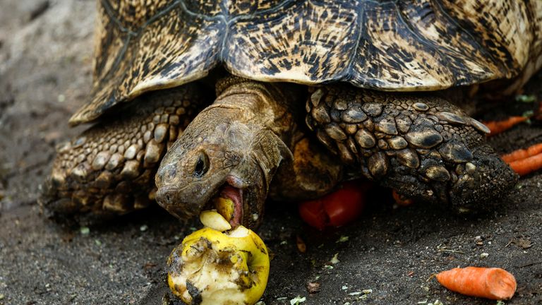 Heatwave at Madrid zoo
A leopard tortoise eats an apple during the second heatwave of the year at the Zoo Aquarium in Madrid, Spain, July 13, 2022. REUTERS/Susana Vera