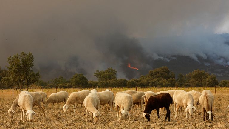 Sheep graze as a wildfire rages on during the second heatwave of the year in the vicinity of Guadapero
Sheep graze as a wildfire rages on during the second heatwave of the year in the vicinity of Guadapero, Spain, July 15, 2022. REUTERS/Susana Vera