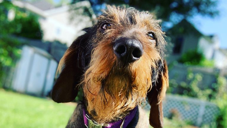Dogs might be using their highly-sensitive noses to &#39;see&#39; as well as to smell, a new study published by the Journal of Neuroscience suggests.  Pic: Claire Bates