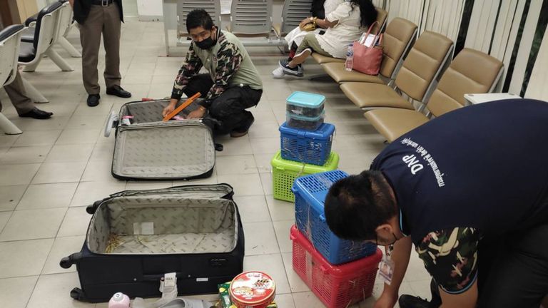 Two women have been arrested in Thailand for allegedly attempting to smuggle at least 109 live animals in their luggage -- including porcupines, armadillos, turtles, chameleons and snakes -- as they tried to board a flight to India.  The incident  at Bangkok’s Suvarnabhumi Airport
Credit:THAILAND&#39;S DEPARTMENT OF NATIONAL PARKS, WILDLIFE AND PLANT CONSERVATION