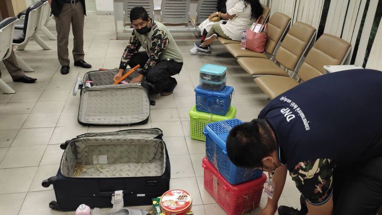 Two women have been arrested in Thailand for allegedly attempting to smuggle at least 109 live animals in their luggage -- including porcupines, armadillos, turtles, chameleons and snakes -- as they tried to board a flight to India.  The incident  at Bangkok’s Suvarnabhumi Airport
Credit:THAILAND&#39;S DEPARTMENT OF NATIONAL PARKS, WILDLIFE AND PLANT CONSERVATION