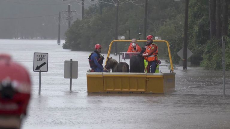 An emergency crew rescues two ponies from a flooded area in Milperra. Pic: NSW State Emergency Service Handout