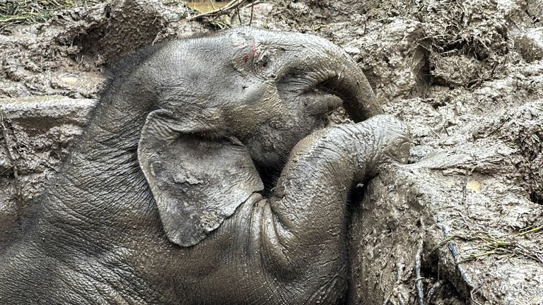 An elephant calf is seen inside a manhole after a baby and mother elephant fell into a manhole in Khao Yai National Park, Nakhon Nayok province, Thailand, July 13, 2022. REUTERS/Taanruuamchon
