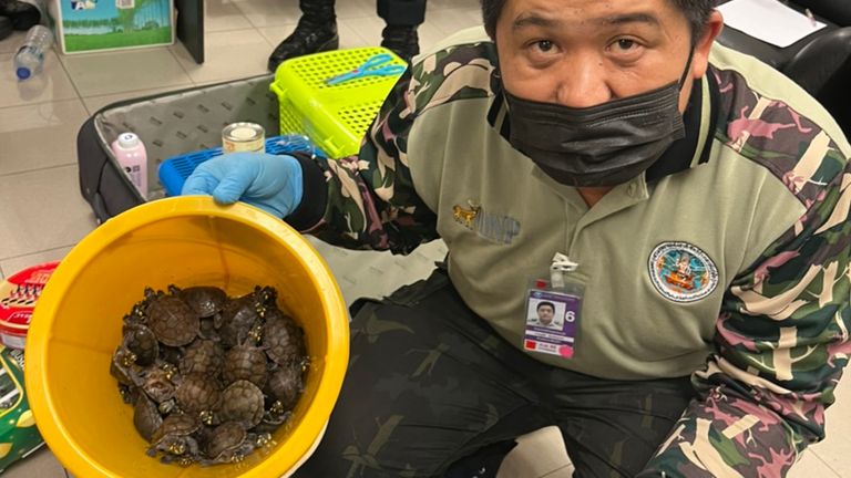 Thirty-five turtles were among the haul. The two women face up to ten years in prison after being charged under the wildlife preservation act and customs and public health laws
Credit: THAILAND&#39;S DEPARTMENT OF NATIONAL PARKS, WILDLIFE AND PLANT CONSERVATION