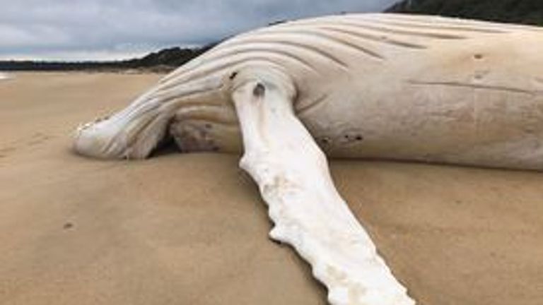 Victoria'nın doğusundaki Mallacoota'da bir albino balina leşi karaya vurdu.  Resim: Peter Coles