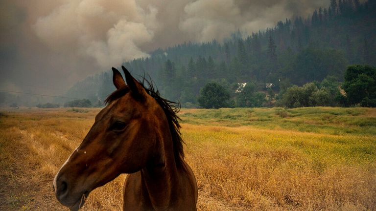 A horse grazes in a pasture as the McKinney Wildfire burns in Klamath National Forest, Calif., Saturday, July 30, 2022. (AP Photo/Noah Berger)