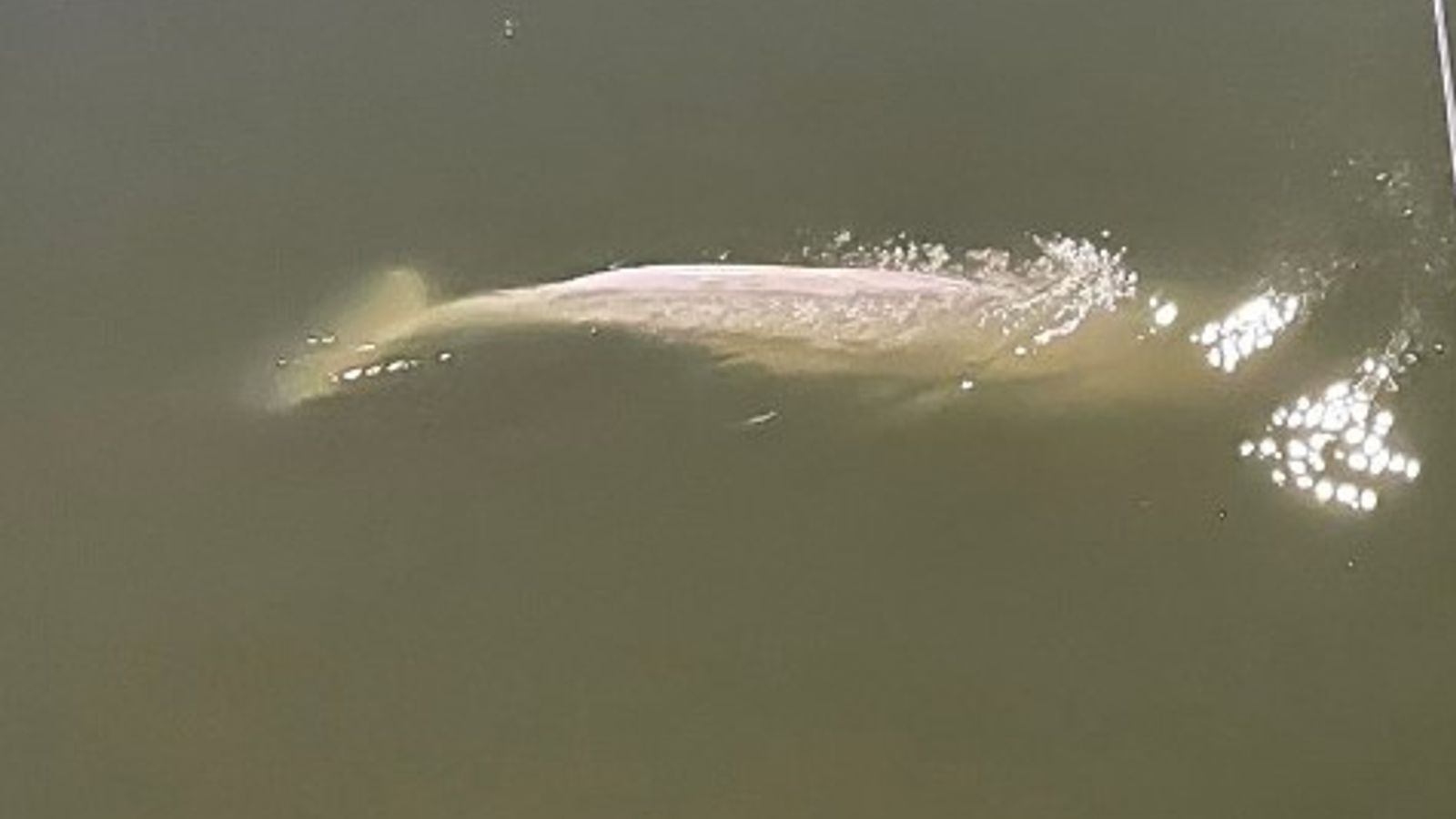 Der in der Seine in Frankreich verlorene Beluga-Wal ist gefährlich dünn und weigert sich zu fressen |  Weltnachrichten