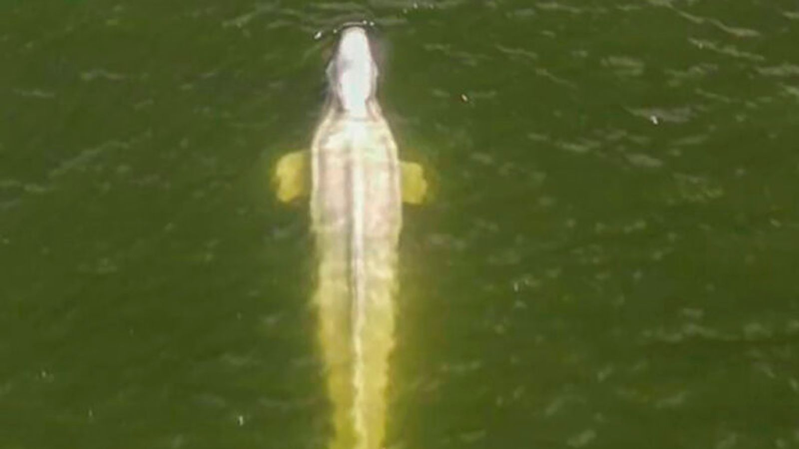 Un ultimo tentativo di salvare una balena beluga nella Senna prima che muoia di fame |  notizie dal mondo