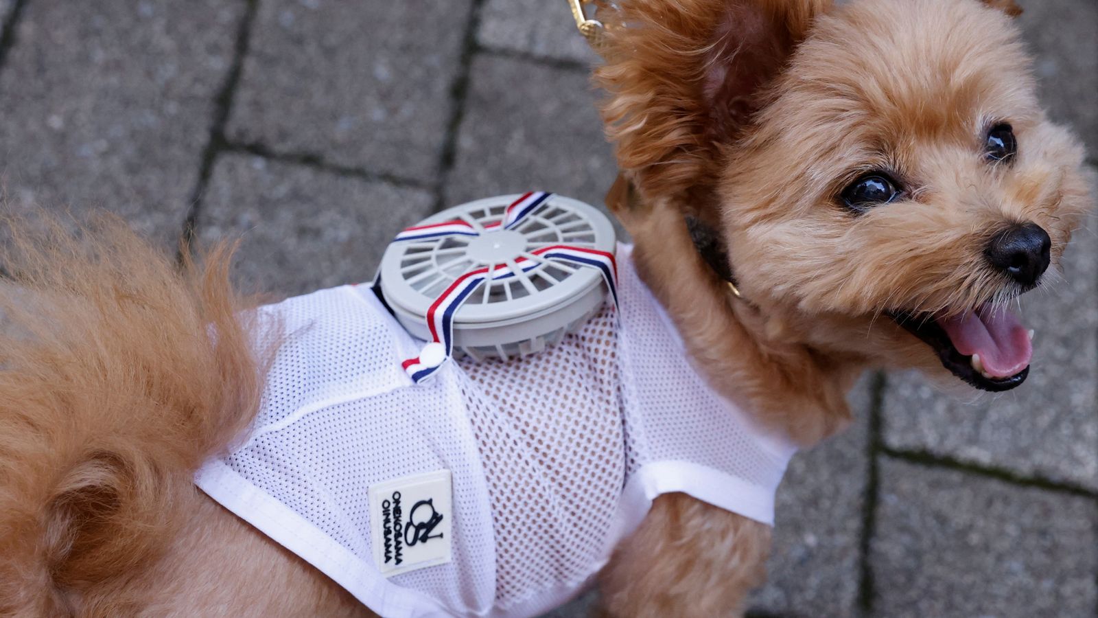 The heat's ruff on pets - but a new wearable fan in Japan is helping hot dogs keep cool