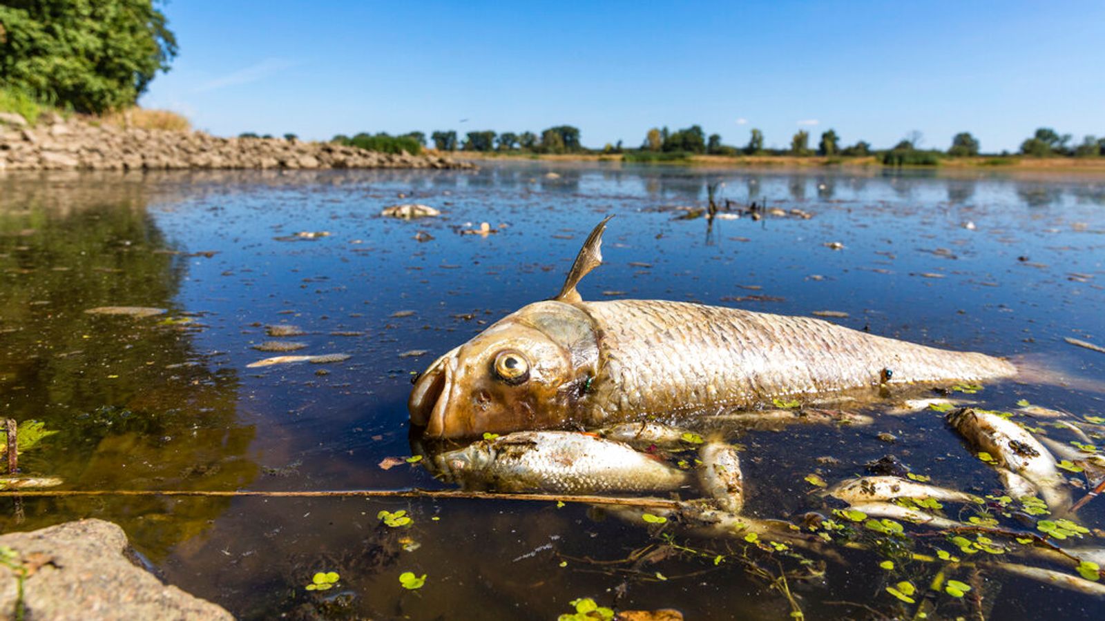 Tony martwych ryb wyciąganych z polskiej Odry mogą powodować zanieczyszczenie, ostrzegają urzędnicy |  Wiadomości ze świata