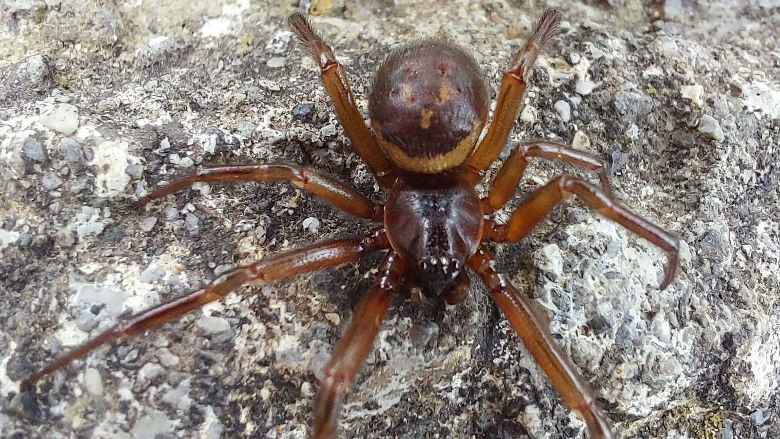 False Widow Spiders 230 Times More Venomous Than Native Species False Widow Spiders 230 Times More Venomous Than Native Species