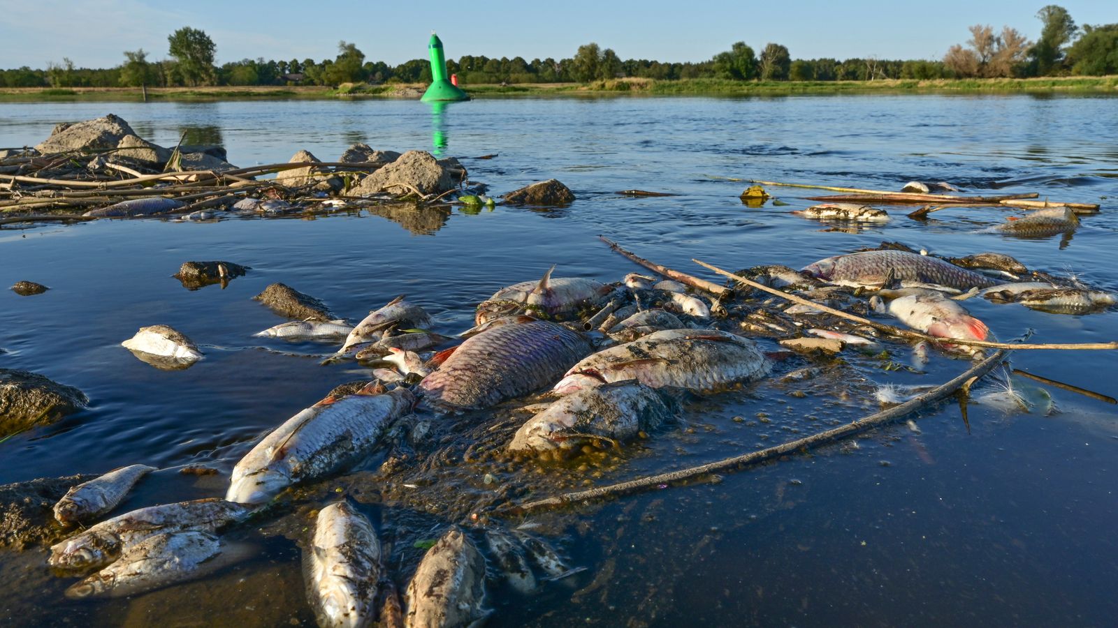 الغموض يكتنف نفوق الأسماك بأعداد كبيرة في أحد الأنهار الأوروبية وسط مخاوف من حدوث كارثة بيئية |  اخبار العالم