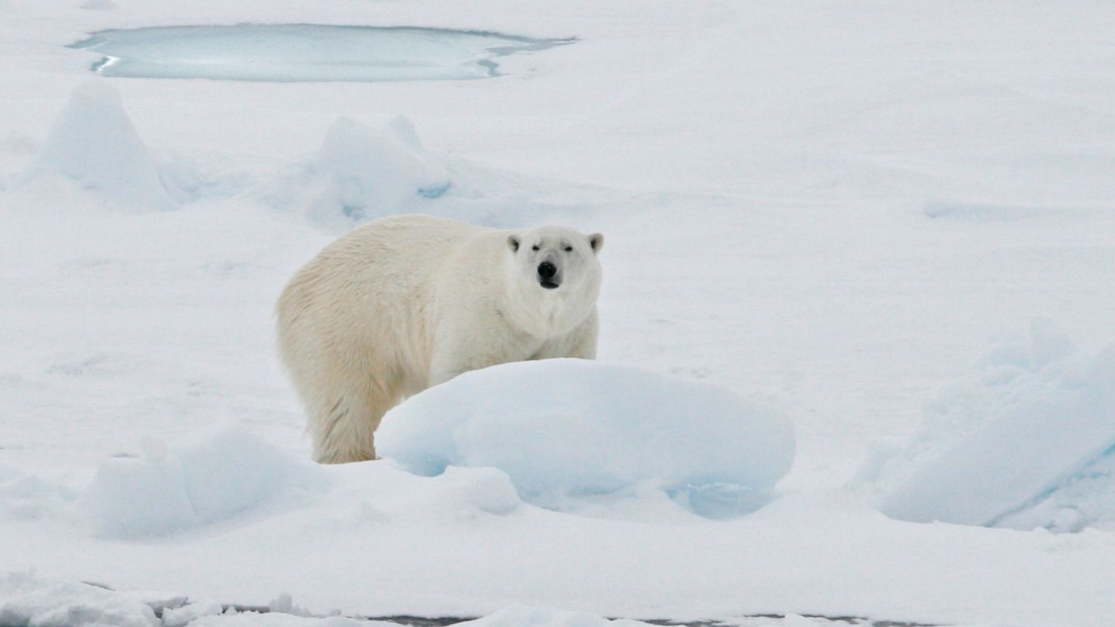 A polar bear attacks a tourist on the Norwegian island of Svalbard |  world news