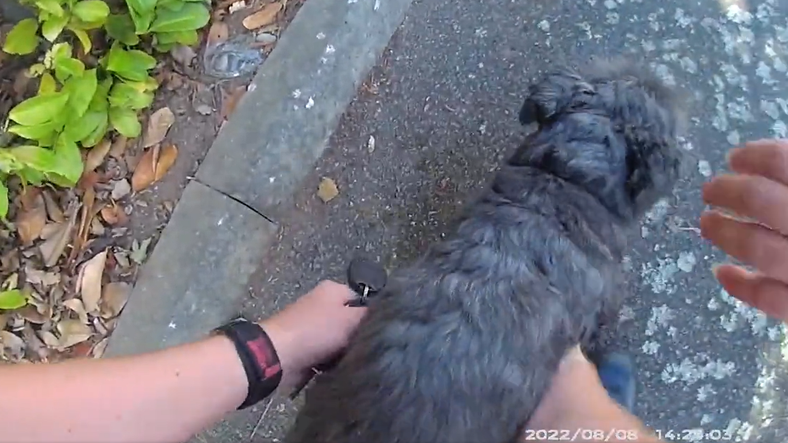 Video shows moment distressed dog rescued from hot car by police in ...