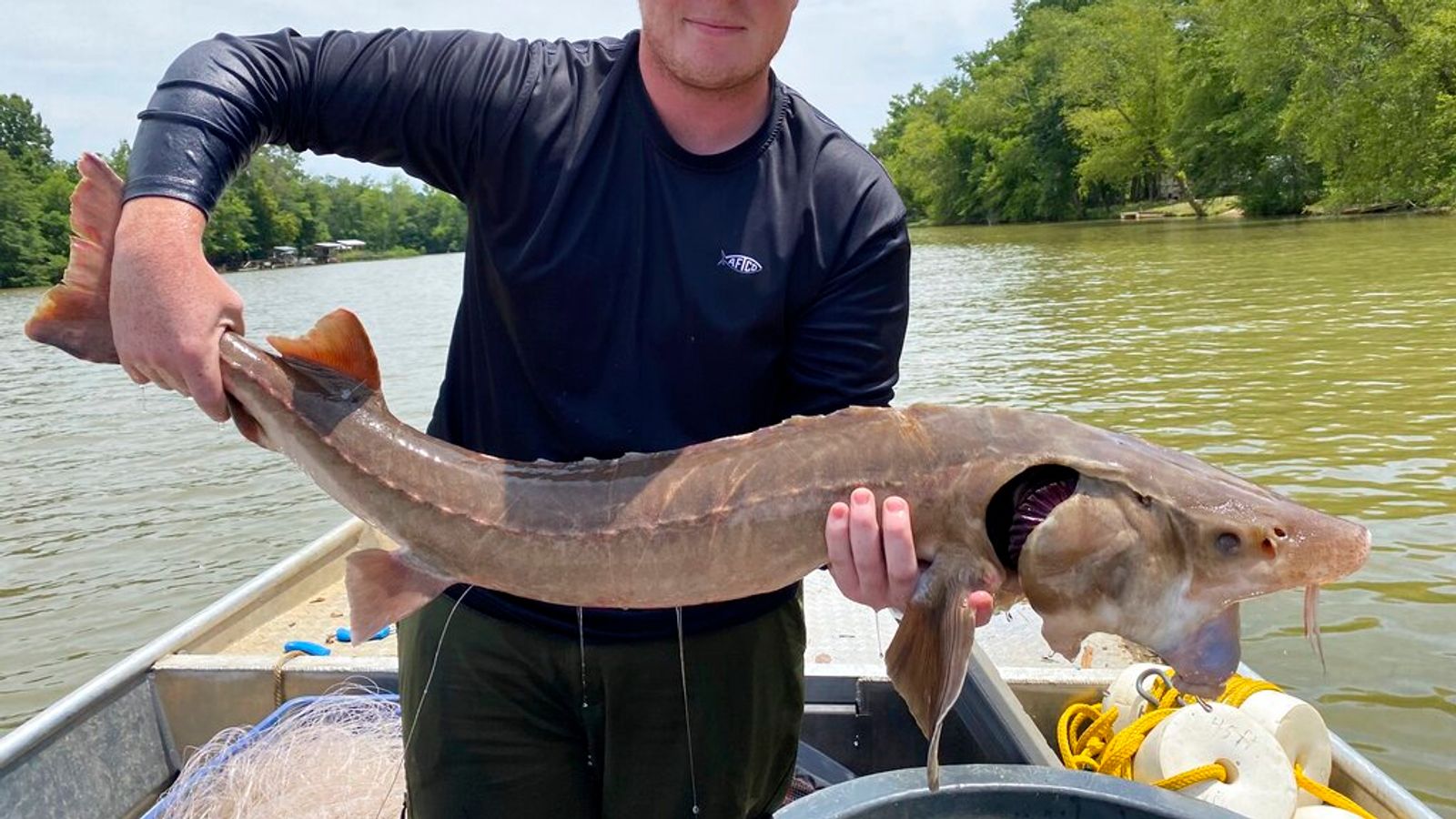 Prehistoric sturgeon fish set to spawn in Georgia for first time in 50 years