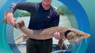 This photo provided by University of Georgia graduate research assistant Matt Phillips, shows research technician Hunter Rider of Opelika, Ala., holding a a lake sturgeon with its vacuum-hose-like mouth extended on the Coosa River, on July 14, 2022, at Rome, Ga. The university is making the largest population study of the fish since the state began restocking them in 2002. (Matt Phillips via AP)