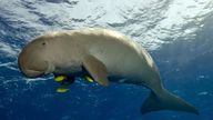 The dugong has been declared functionally extinct in Chinese waters