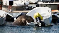 Freya the walrus in Frognerkilen bay, Norway, 20 July 2022 (issued 24 July 2022). The marine mammal has been damaging and often sinking small boats anchored along the Nordic coast after trying to get on and relax on them.

